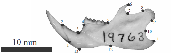 Landmarks na mandibula de um roedor sigmodontíneo
